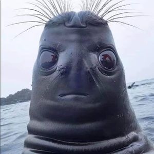 Meet your Posher, Karrie